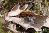 Bombylius major