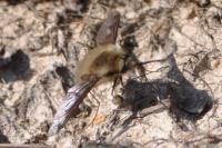 Bombylius major