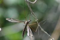 Tipula oleracea
