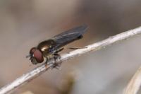Platycheirus