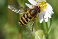 Eupeodes corollae