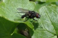 Hebecnema vespertina