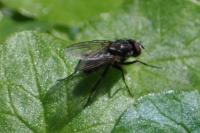 Hebecnema vespertina