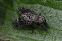 Platystoma seminationis