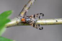 Otites porcus