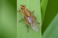 Scathophaga