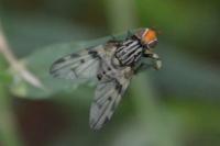 Otites porcus
