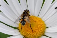 Helophilus trivittatus