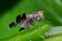 Tephritis formosa
