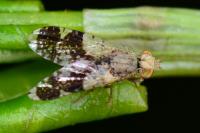 Tephritis formosa