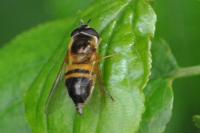 Epistrophe eligans