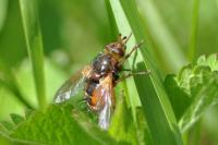 Tachina fera