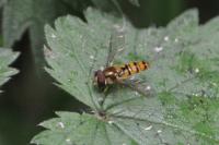 Episyrphus balteatus