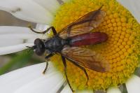 Cylindromyia bicolor