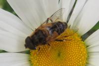 Eristalis pertinax