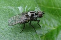 Anthomyia pluvialis