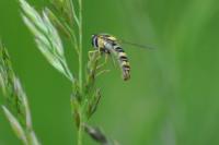 Sphaerophoria scripta