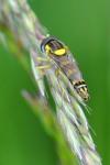 Sphaerophoria scripta