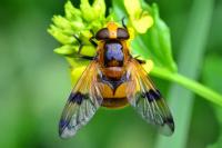Volucella inflata