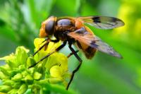 Volucella inflata