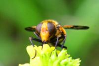 Volucella inflata