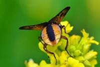 Ectophasia crassipennis