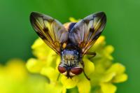 Ectophasia crassipennis