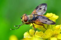 Ectophasia crassipennis