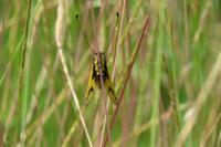 Libelloides longicornis