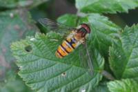 Episyrphus balteatus