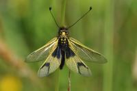 Libelloides longicornis