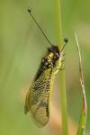 Libelloides longicornis