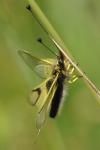 Libelloides longicornis