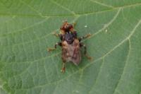 Myopa buccata