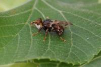 Myopa buccata