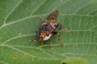 Myopa buccata