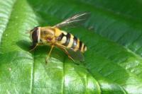 Syrphus ribesii