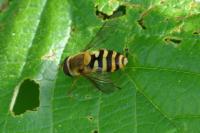 Syrphus ribesii