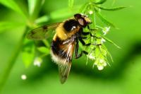 Volucella bombylans