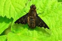 Hemipenthes morio