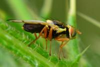 Urophora stylata
