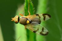 Urophora stylata