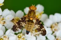 Oxyna flavipennis