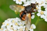 Phryxe magnicornis