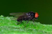 Lindneromyia dorsalis