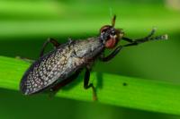 Coremacera marginata