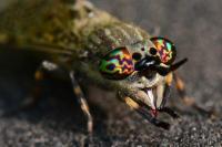 Haematopota pluvialis