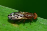 Opomyza petrei
