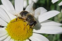 Eristalis tenax