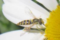 Sphaerophoria scripta